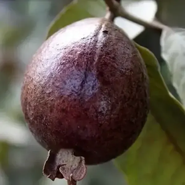 Red_Thai_Variety_Guava_Grafted_Fruit_Plant