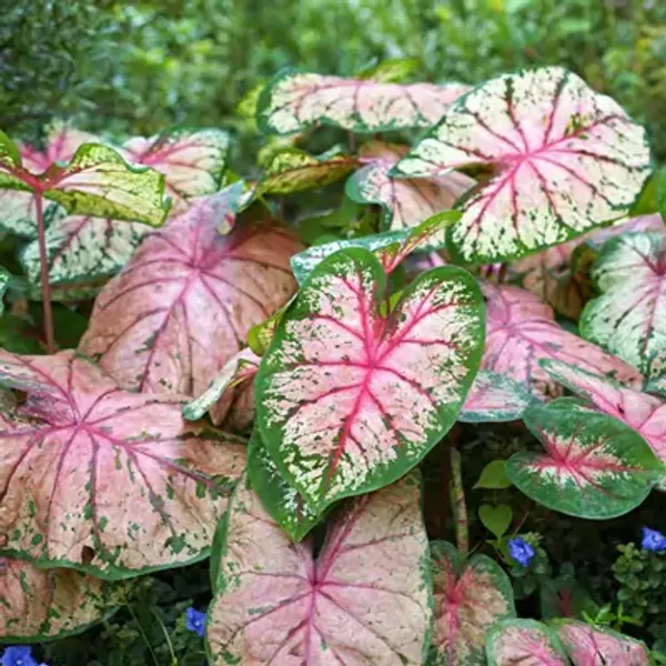Multicolor_Caladium_Bicolor_Syngonium_Plant