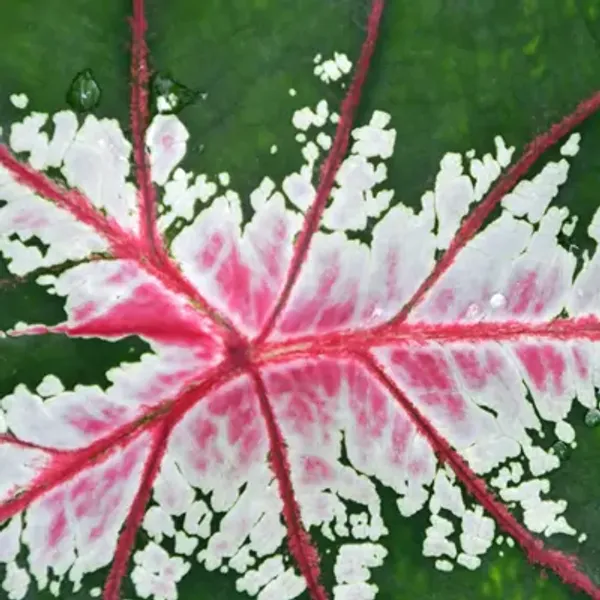 Multicolor_Caladium_Bicolor_Syngonium_Plant