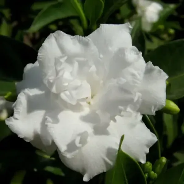 White_Tagar_Double_Frills_Jasmine_Flower_Plant