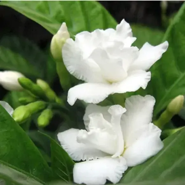 White_Tagar_Double_Frills_Jasmine_Flower_Plant