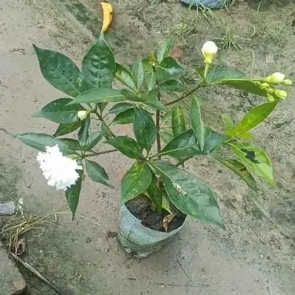 White_Tagar_Double_Frills_Jasmine_Flower_Plant