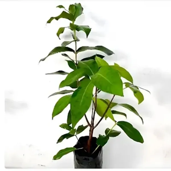 Pink_Water_Apple_Fruit_Plant