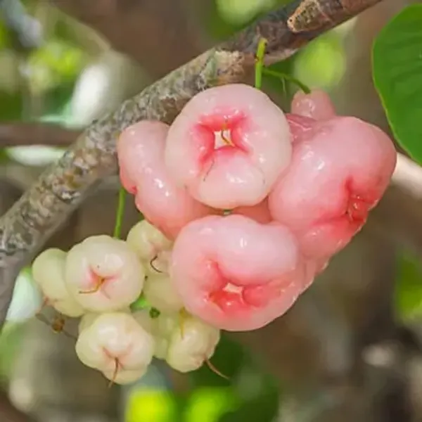 Pink_Water_Apple_Fruit_Plant