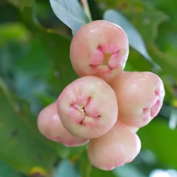 Pink_Water_Apple_Fruit_Plant