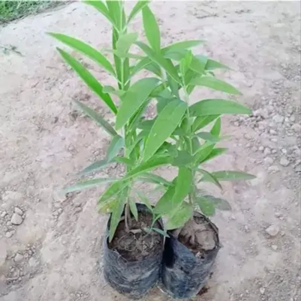White_Sandalwood_Chandan_Plant