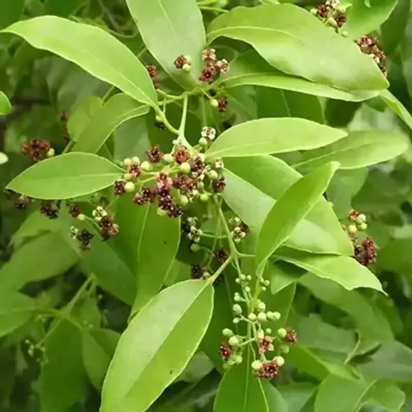 White_Sandalwood_Chandan_Plant