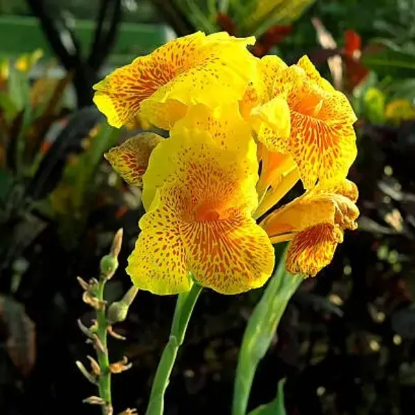 Yellow_Canna_Indica_Yellow_Flower_Plant
