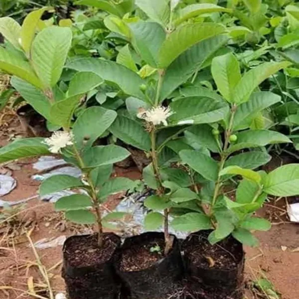 Pink_Lalit_Gauva_Grafted_Fruit_Plant