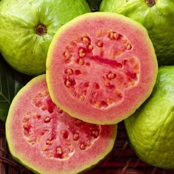 Pink_Lalit_Gauva_Grafted_Fruit_Plant