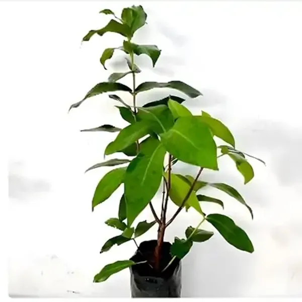 White_Hybrid_Water_Apple_Fruit_Plant