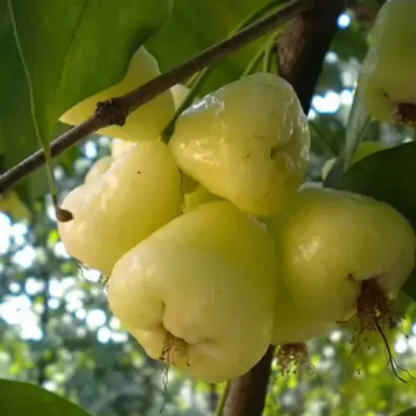White_Hybrid_Water_Apple_Fruit_Plant