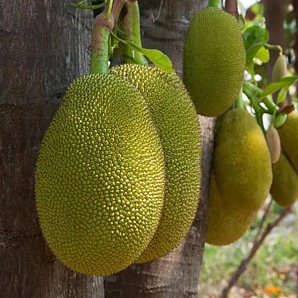 Green_Vietnam_Super_Early_Jackfruit_Grafted_&_Amp_Hybrid_Fruit_Plant