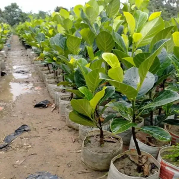Green_Vietnam_Super_Early_Jackfruit_Grafted_&_Amp_Hybrid_Fruit_Plant