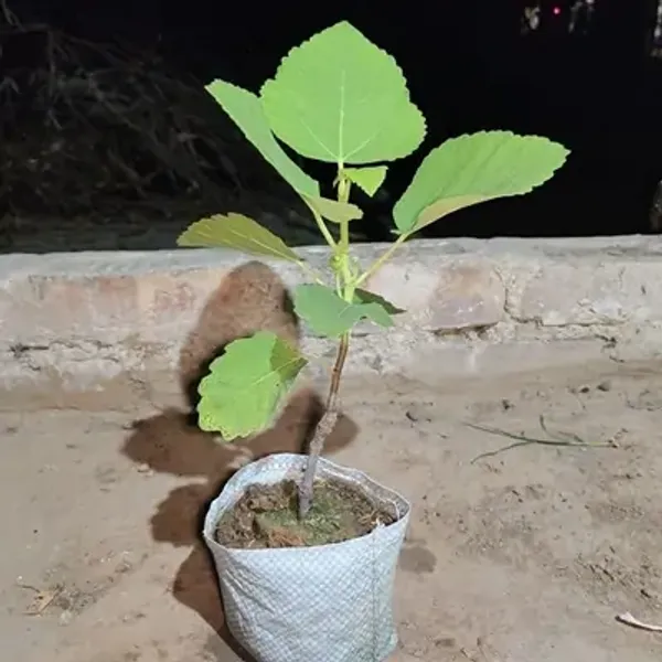 Green_All_Timer_Fig_Fruit_Plant