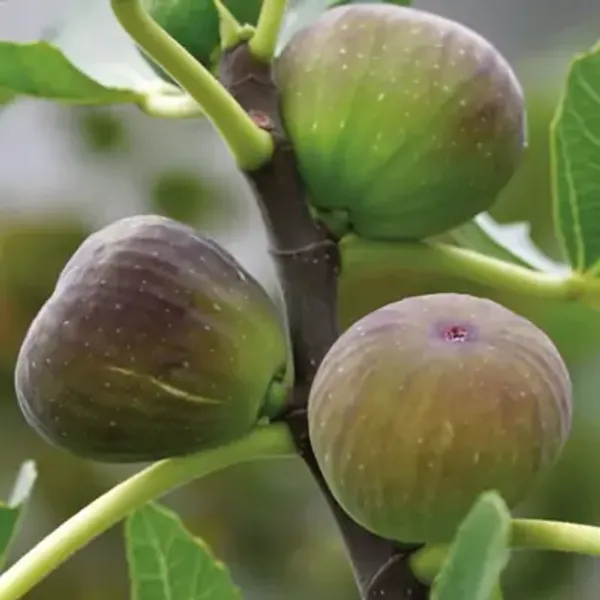 Green_All_Timer_Fig_Fruit_Plant