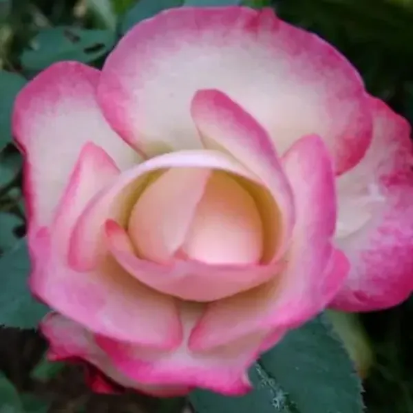 Pink_Princess_Of_Monaco_Rose_Flower_Plant