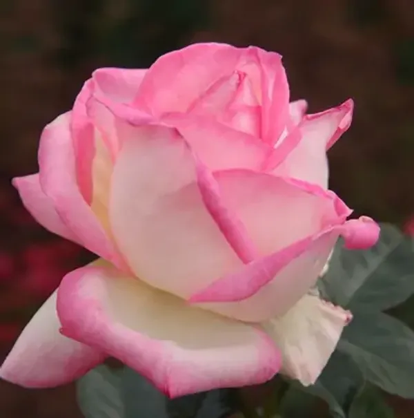 Pink_Princess_Of_Monaco_Rose_Flower_Plant
