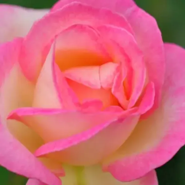 Pink_Princess_Of_Monaco_Rose_Flower_Plant