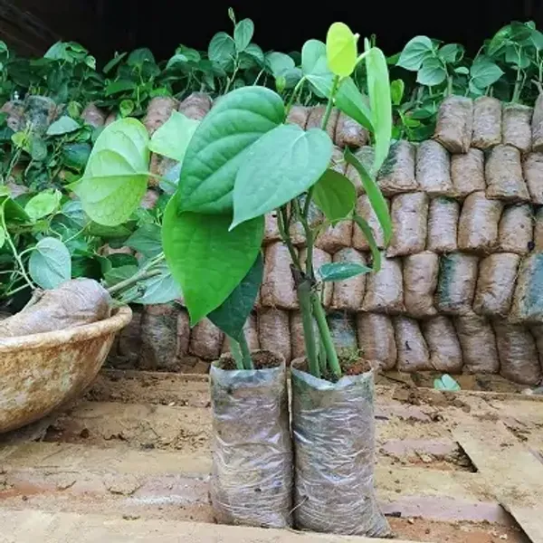 Green_Black_Pepper_Plants_Kali_Mirch