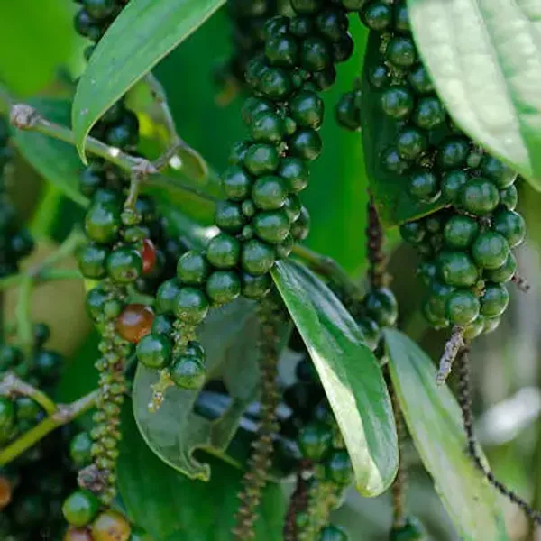 Green_Black_Pepper_Plants_Kali_Mirch