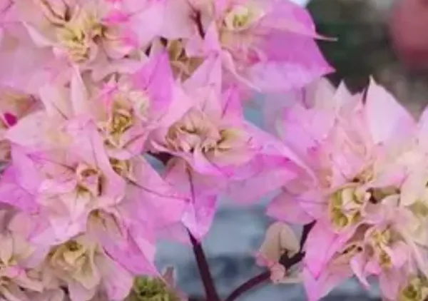 Pink_Cherry_Blossom_Mahara_Bougainvillea_Flower_Plant