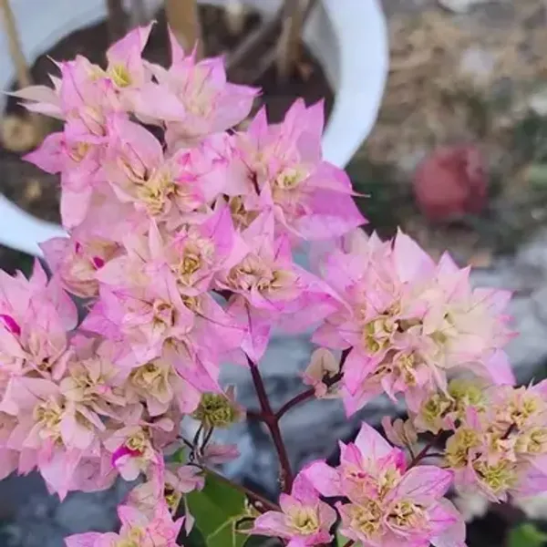Pink_Cherry_Blossom_Mahara_Bougainvillea_Flower_Plant