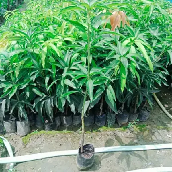 Banana_Mango_Grafted_Fruit_Plant