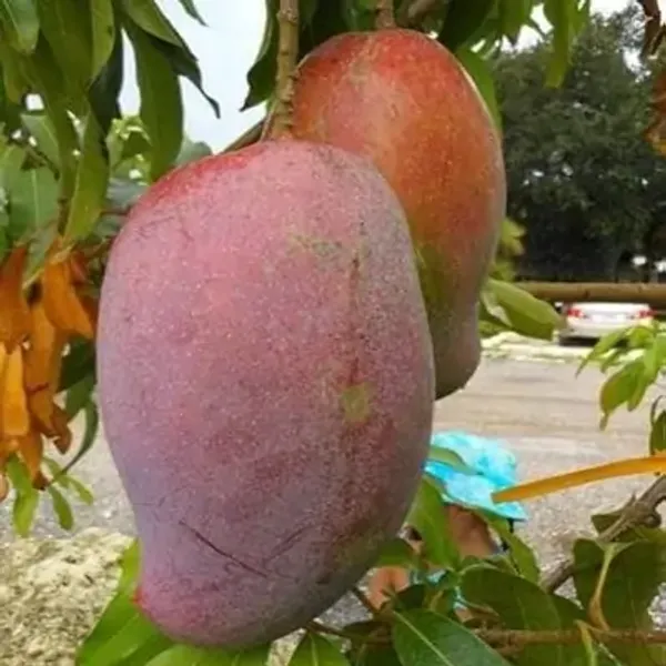 Banana_Mango_Grafted_Fruit_Plant