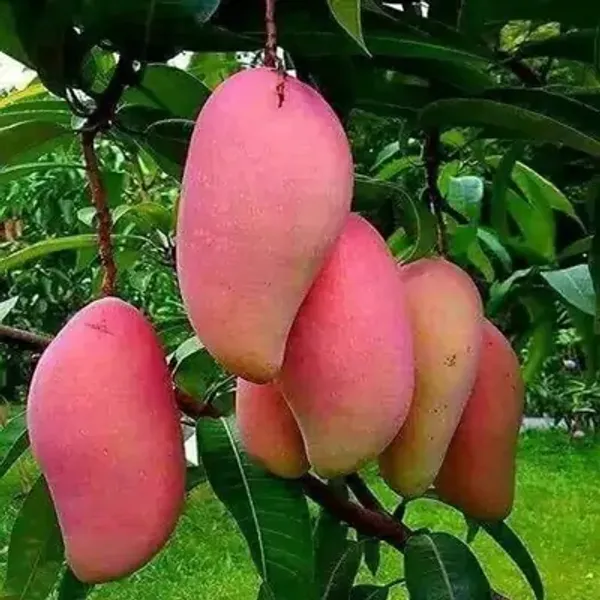Banana_Mango_Grafted_Fruit_Plant
