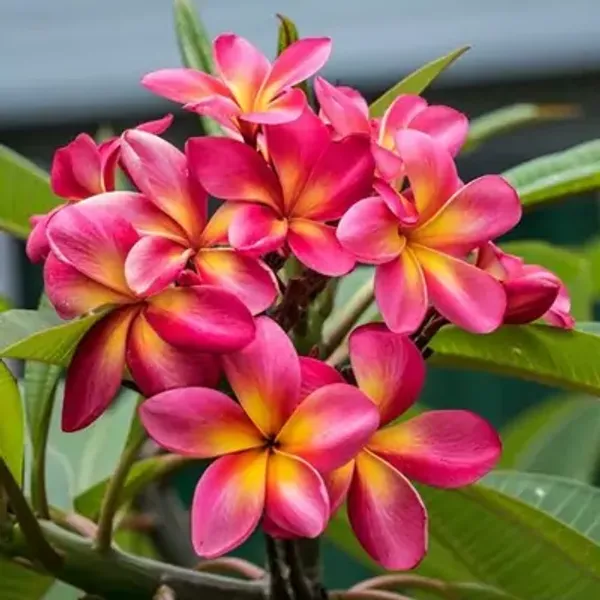 Pink_Dwarf_Variety_Plumeria_Flower_Plant
