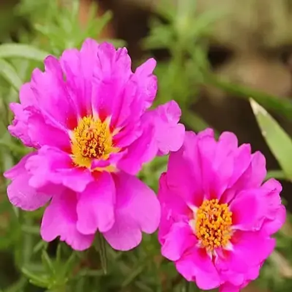Pink_Portulaca_Plant_Hanging_Plant