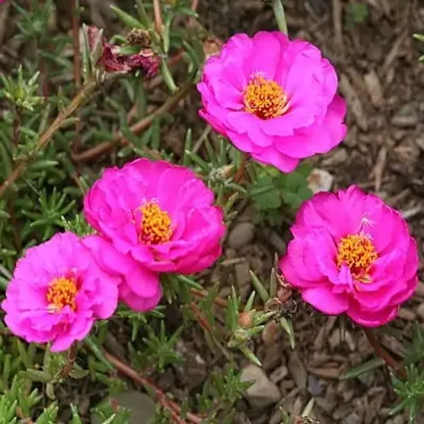Pink_Portulaca_Plant_Hanging_Plant