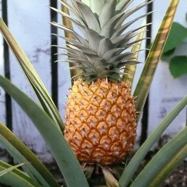 Yellow_Thai_Variety_Pineapple_Fruit_Plant
