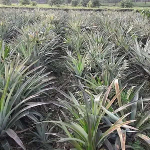 Yellow_Thai_Variety_Pineapple_Fruit_Plant