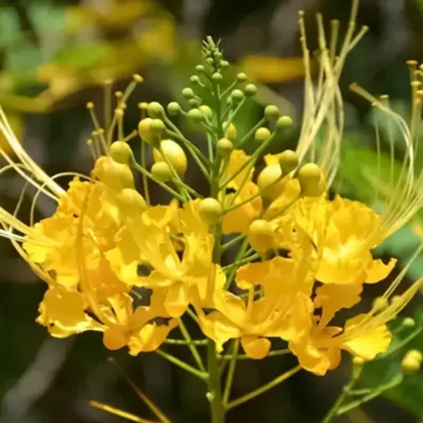 Yellow_Peacock_Radha_Chura_Flower_Plant_Yellow