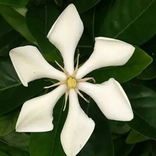 White_Golden_Gardenia_Perfuming_Flower_Plant