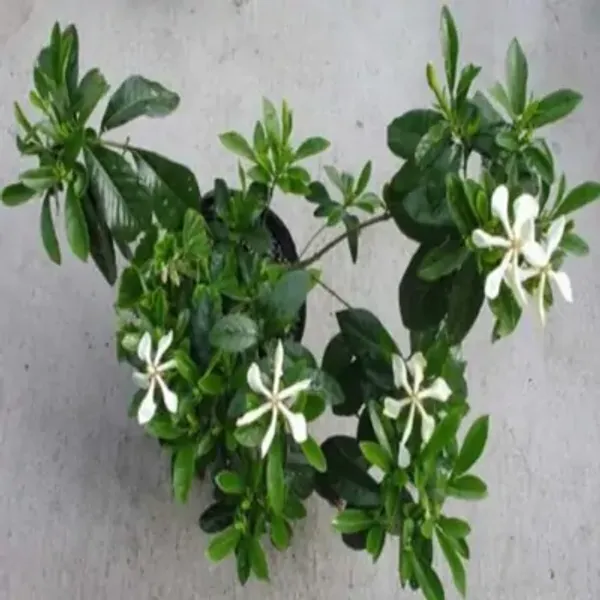 White_Golden_Gardenia_Perfuming_Flower_Plant