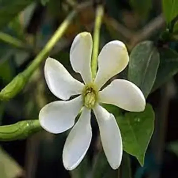 White_Golden_Gardenia_Perfuming_Flower_Plant