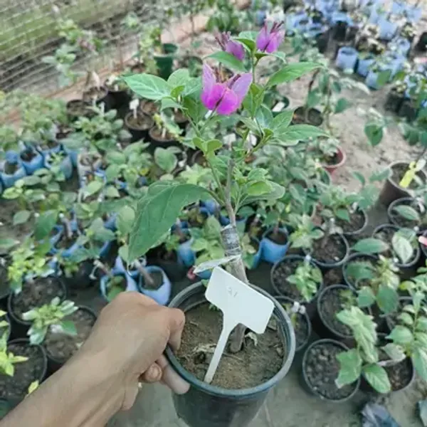 Purple_Butter_Cup_Bougainvillea_Flower_Plant
