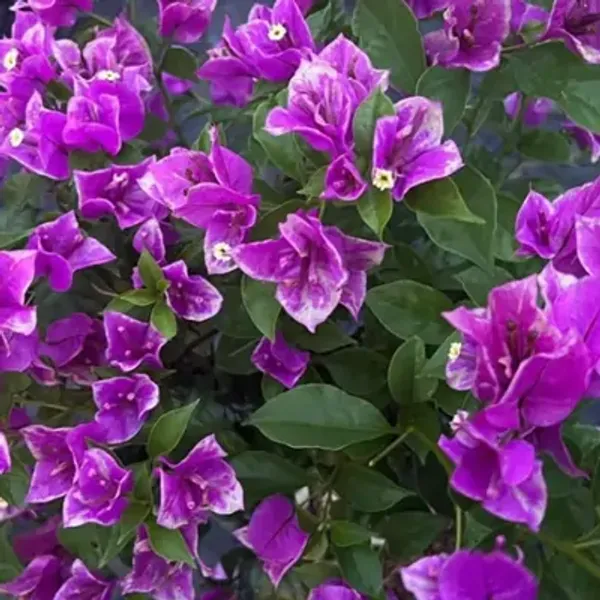 Purple_Butter_Cup_Bougainvillea_Flower_Plant