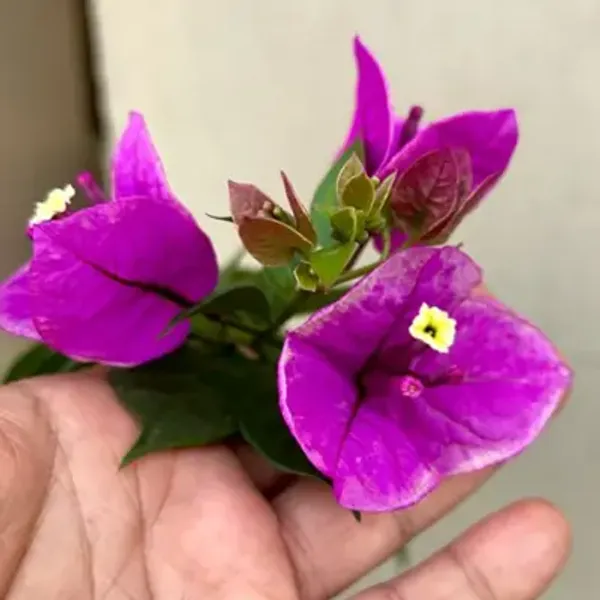 Purple_Butter_Cup_Bougainvillea_Flower_Plant