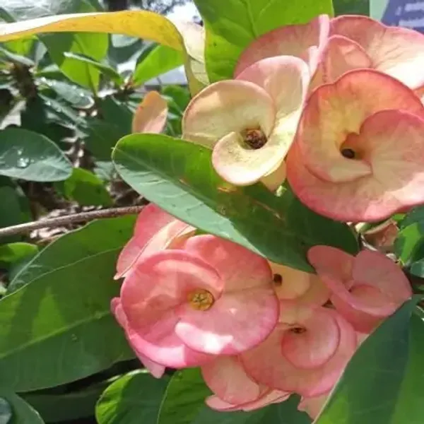 Light_Pink_Euphorbia_Milii_Flower_Plant