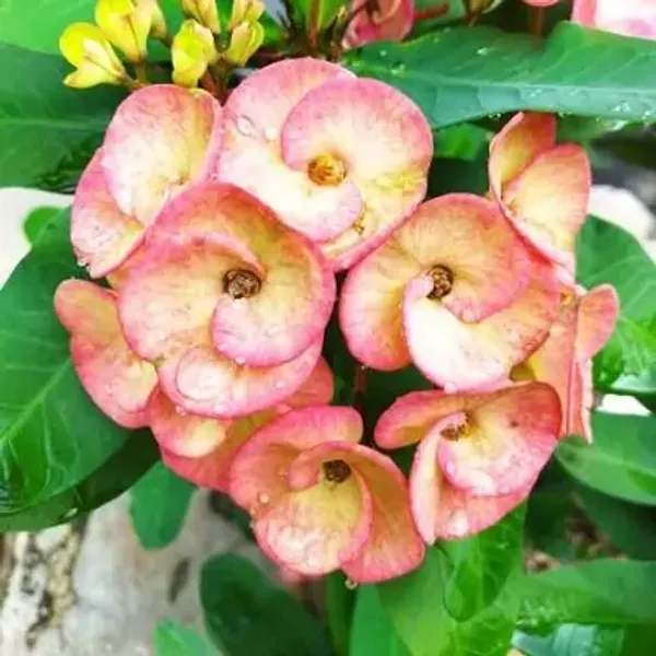 Light_Pink_Euphorbia_Milii_Flower_Plant