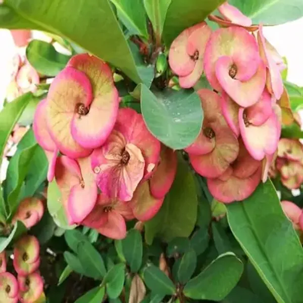 Light_Pink_Euphorbia_Milii_Flower_Plant