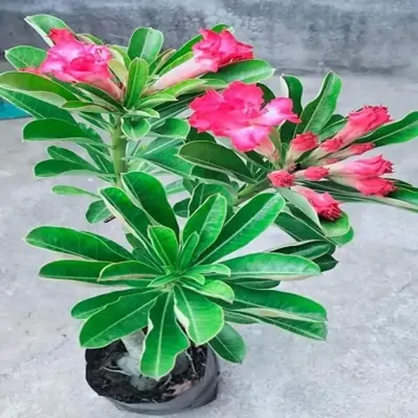 Pink_Rose_Variety_Adenium_Plant