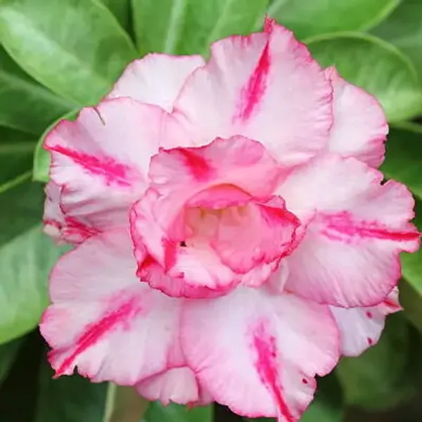 Pink_Rose_Variety_Adenium_Plant