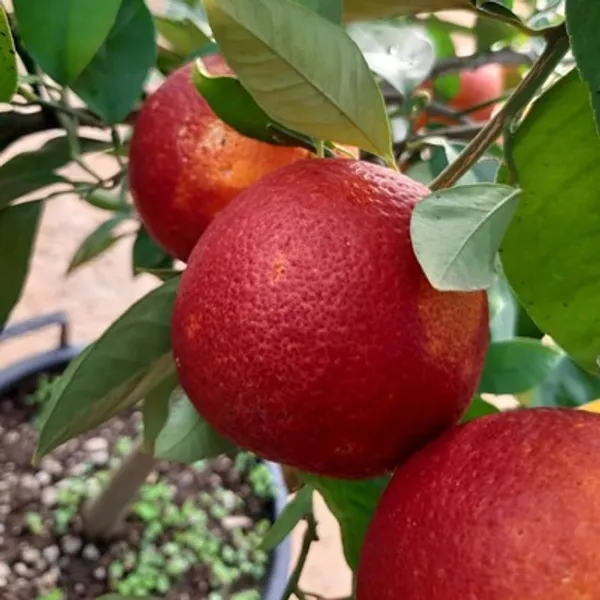 Blood_Orange_Moro_Grafted_&_Amp_Hybrid_Lemon_Fruit_Plant