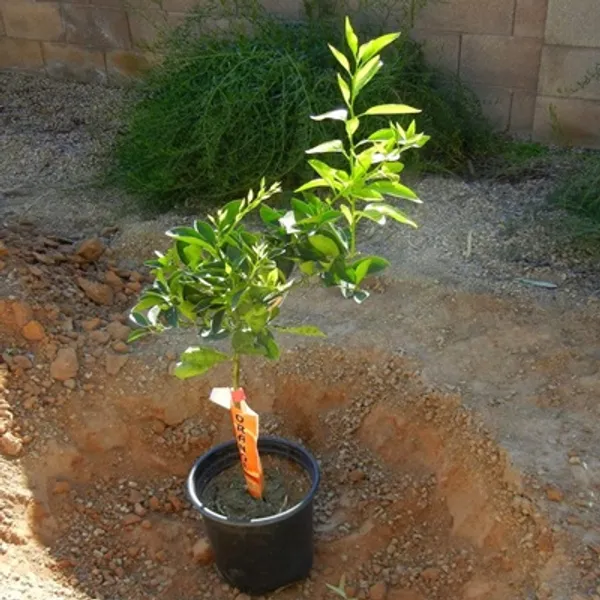 Blood_Orange_Moro_Grafted_&_Amp_Hybrid_Lemon_Fruit_Plant