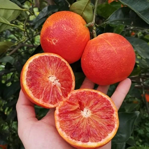 Blood_Orange_Moro_Grafted_&_Amp_Hybrid_Lemon_Fruit_Plant